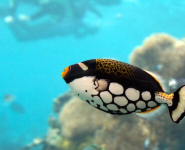 a clown triggerfish swimming underwater