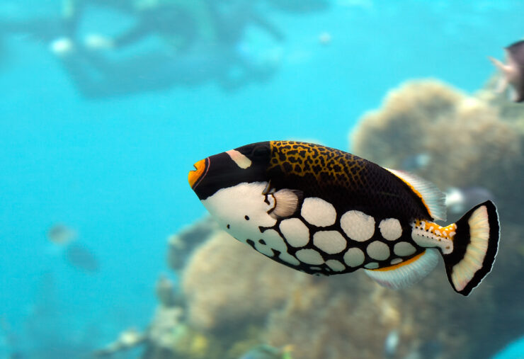 Clown Triggerfish
