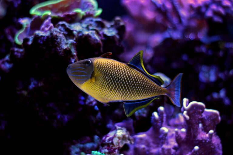 Types of Triggerfish