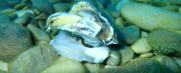 a european flat shell oyster underwater among rocks