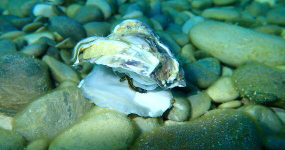 a european flat shell oyster underwater among rocks