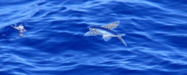 a flying fish leaping out of the water and gliding