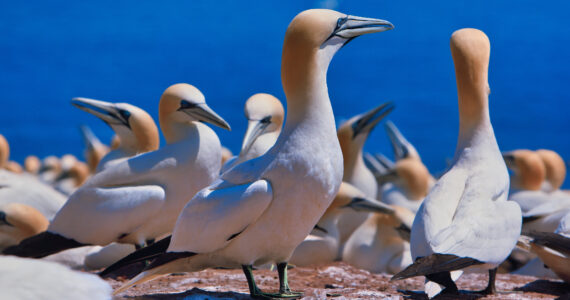a flock of gannets on a rock by the sea