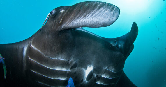 up close shot of a massive manta ray