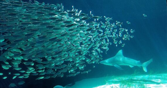 a shark hunting a school of fish in the gulf of mexico