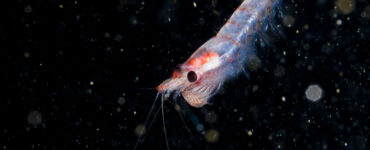 a close up of a single krill in the ocean