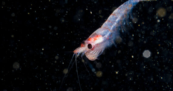 a close up of a single krill in the ocean