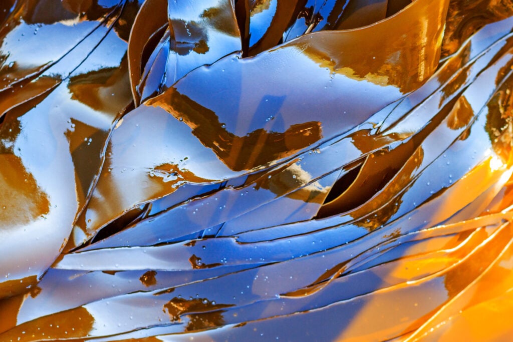 a close up of laminaria seaweed