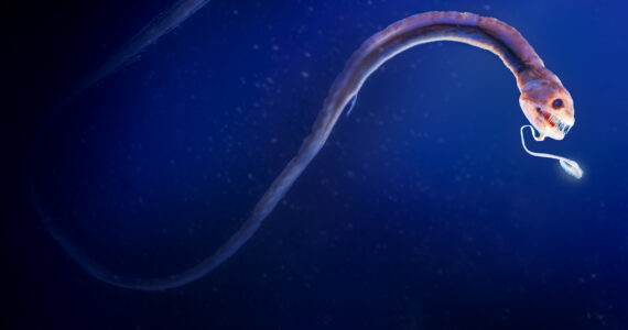 a deep sea creature living in the mariana trench