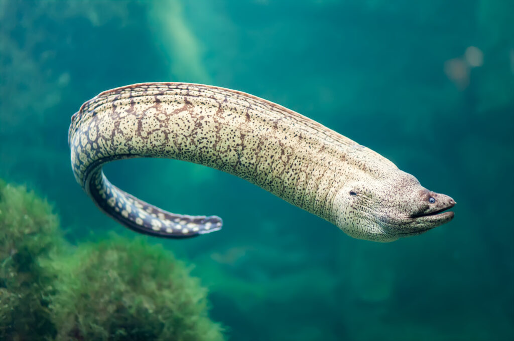 What s The Difference Between A Sea Snake And An Eel What s The Difference Between A Sea Snake And An Eel