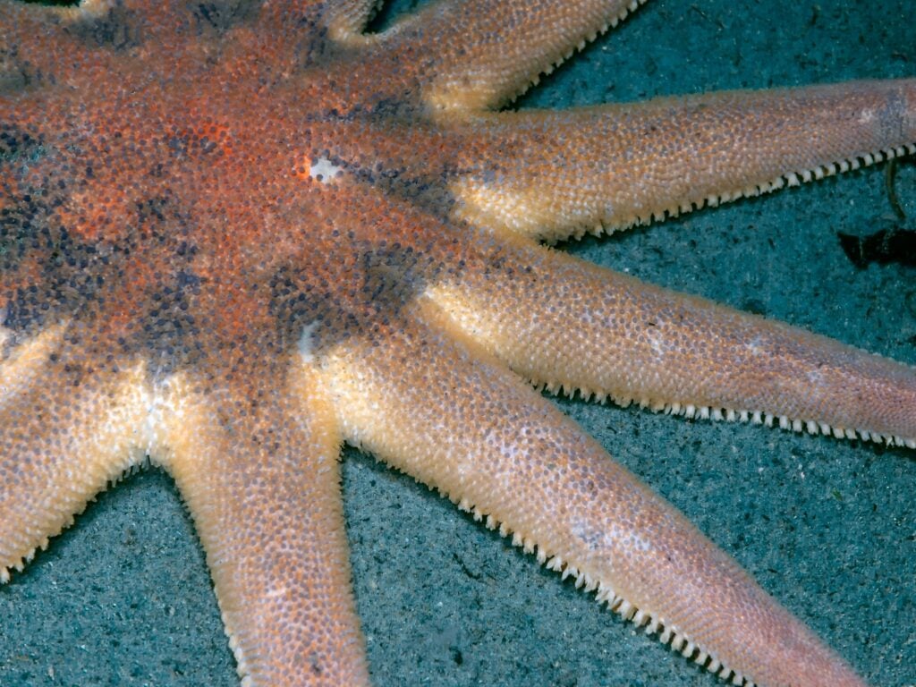 a morning sun sea star