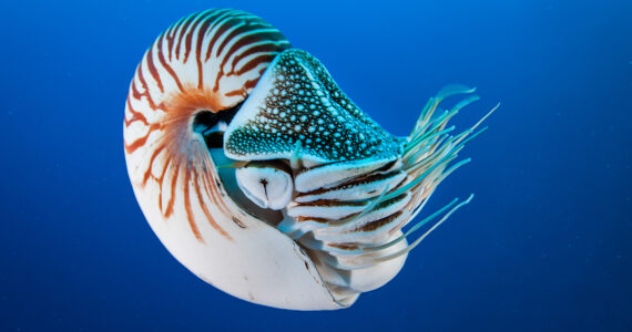 a nautlius in the ocean