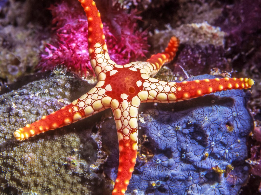 a necklace starfish