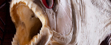 a close up of the teeth in a piranha's mouth