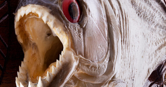 a close up of the teeth in a piranha's mouth