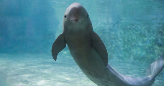 a porpoise underwater