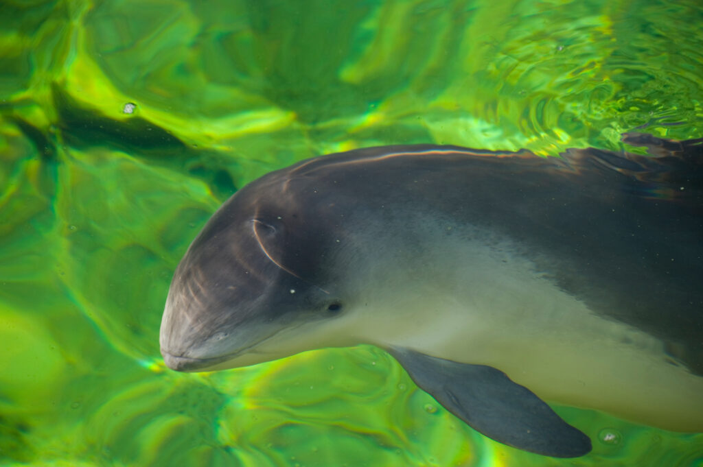 a porpoise swimming underwater