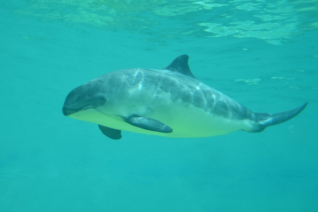 a porpoise swimming in the water