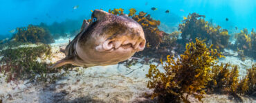 a port jackson shark close up underwater
