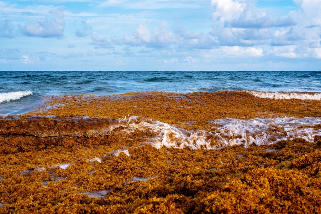 a large patch of sargassum seaweed floating in the ocean