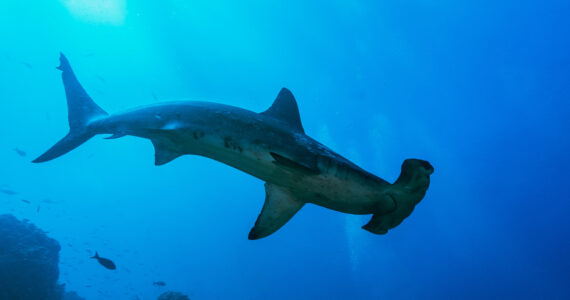 a scalloped hammerhead shark from below