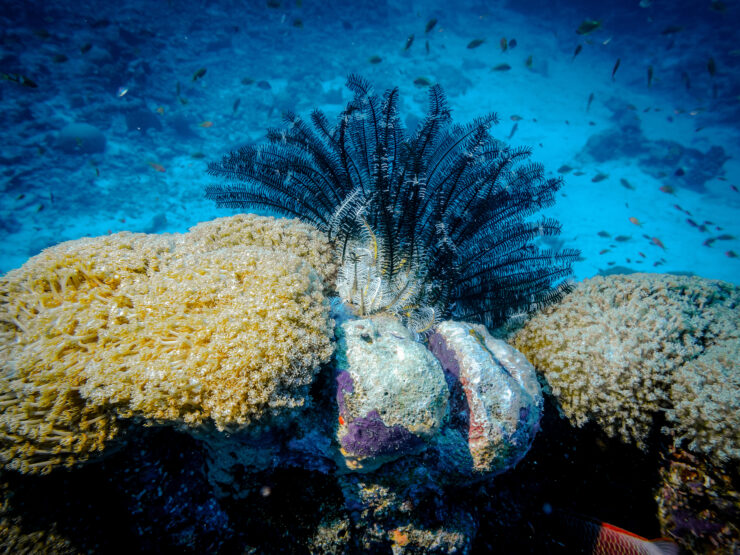 Sea Lily American Oceans