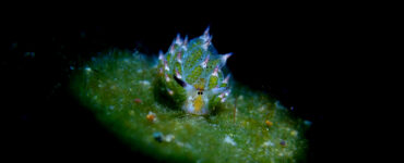 a colorful leaf slug underwater