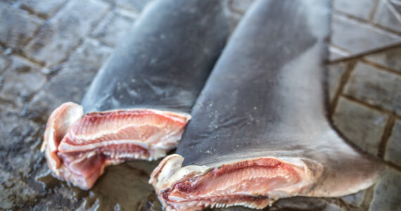 two shark fins illegally obtained for shark fin soup