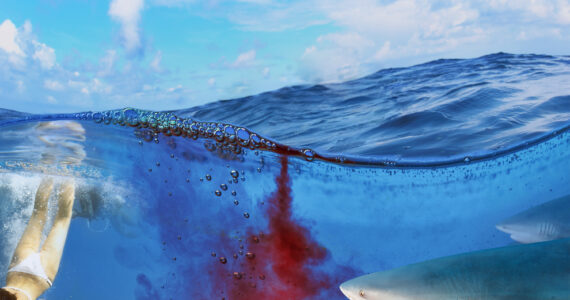a shark smelling blood in the water