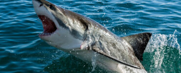 a shark breaching the water in north carolina
