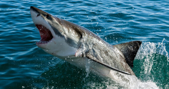 a shark breaching the water in north carolina