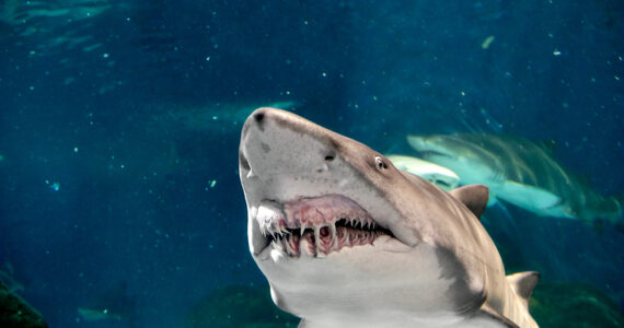 a sand tiger shark swimming showing its fearsome teeth