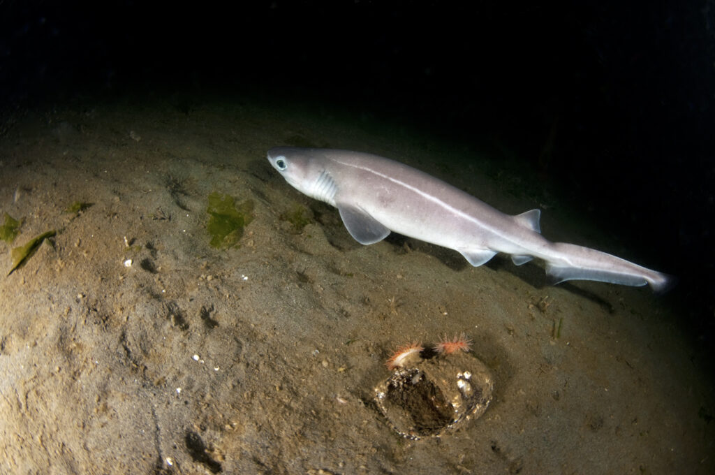 Bluntnose Sixgill Shark Bluntnose Sixgill Shark