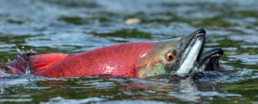 a wild sockeye salmon about to leap out of the water