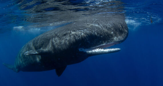 a sperm whale swimming underwater with its mouth open