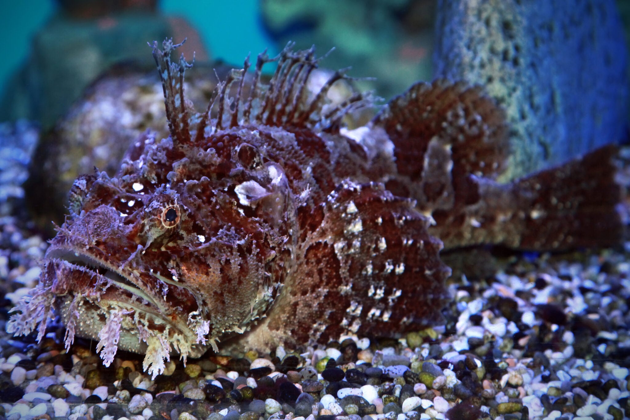 Stonefish Clean Are Stonefish Dangerous?