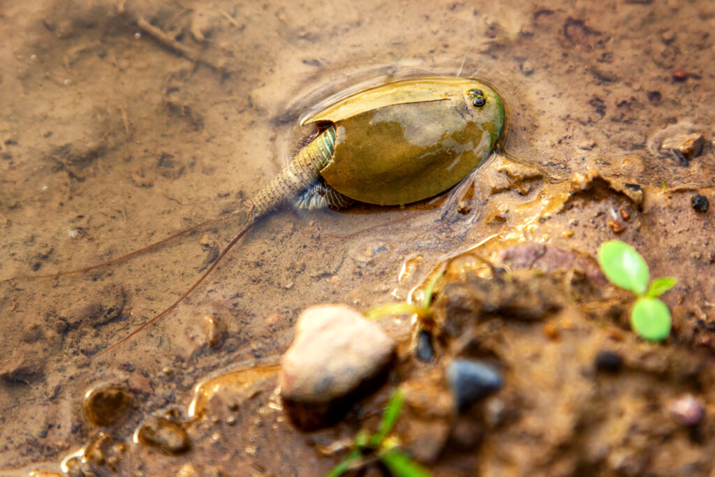 a tadpole shrimp in the mud