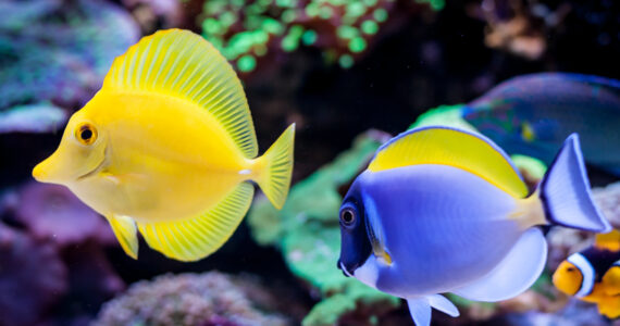a yellow anf blue tang swimming side by side