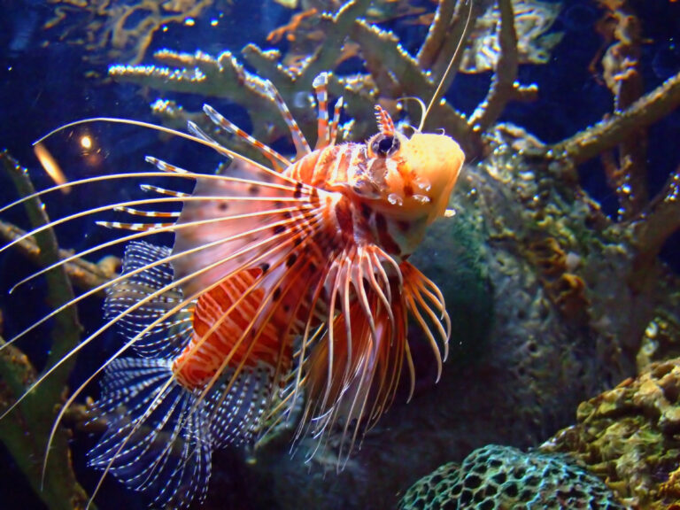 Tur Fish Zebra Turkeyfish