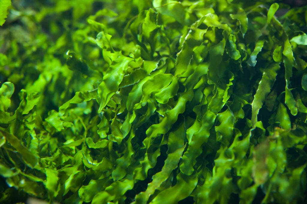 ulva seaweed up close