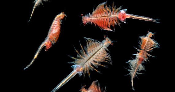 a group of plankton on a black background