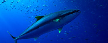 A giant yellowfin tuna chasing fish