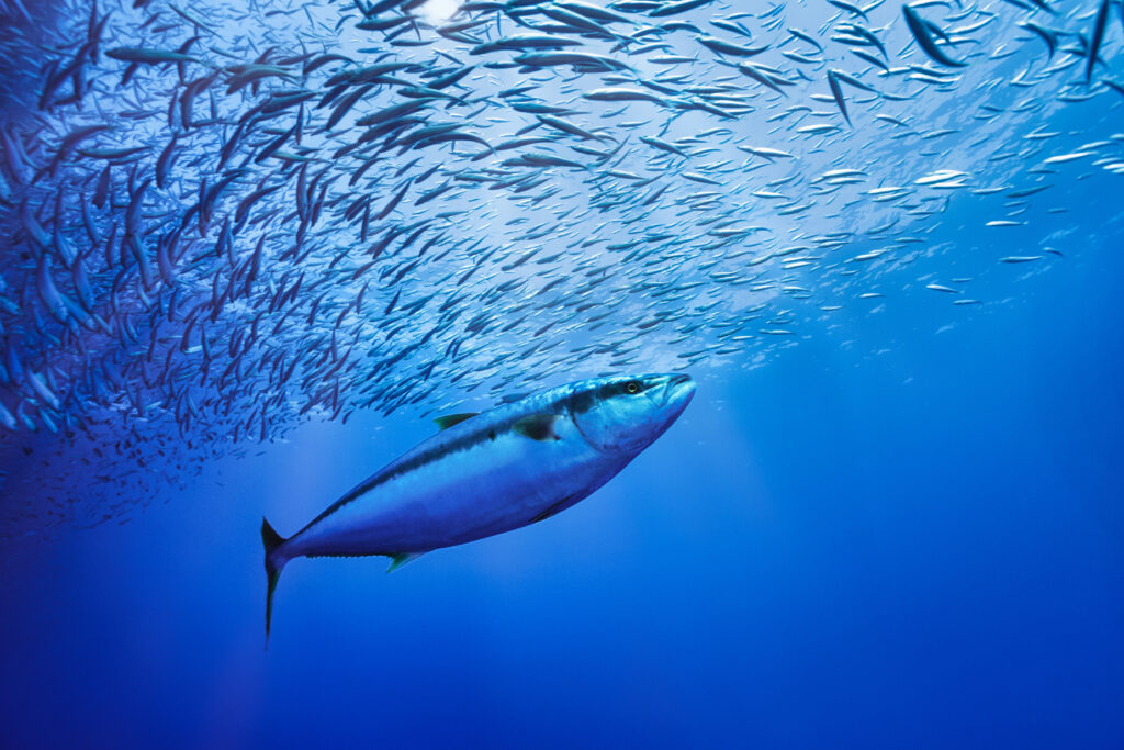 a yellowfin tuna feeding on a school of fish
