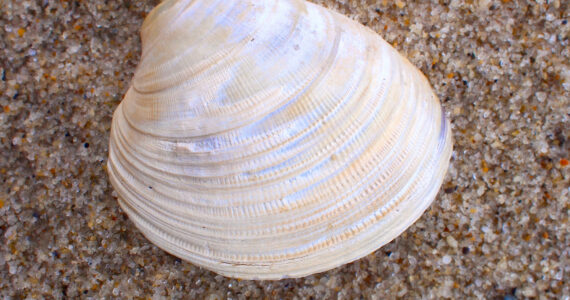 a top-down view of an ocean quahog