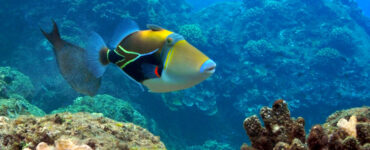 a Humuhumunukunukuapua'a fish underwater