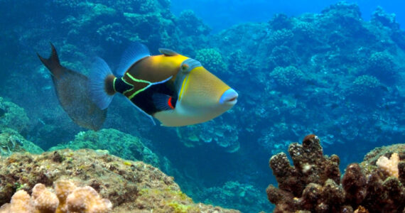 a Humuhumunukunukuapua'a fish underwater