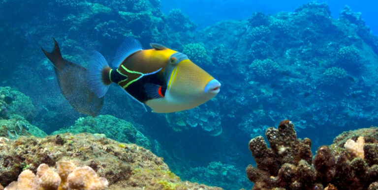 What Fish Has the Longest Name in the World?
