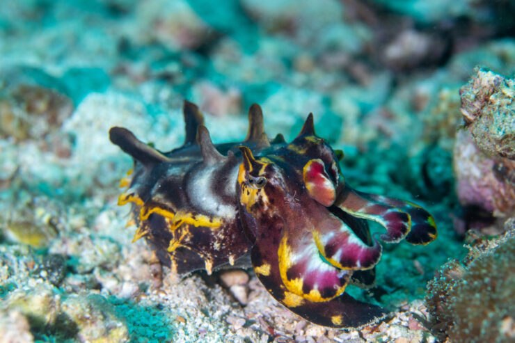 Are Cuttlefish Dangerous?