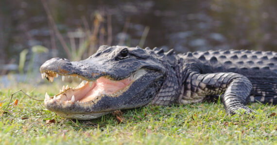 an alligator sunbathing in the grass