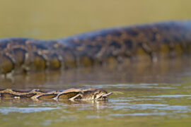 The Difference Between Anacondas and Pythons